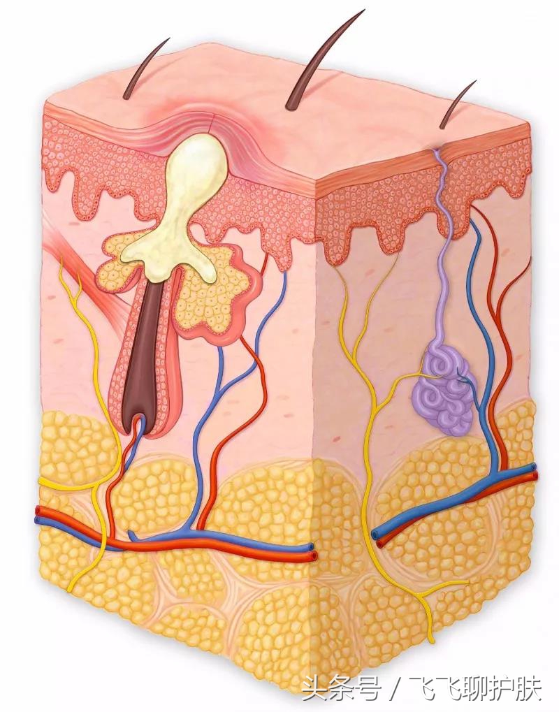 只有长痘才知道痘痘有多难治,要知道痘痘的根源