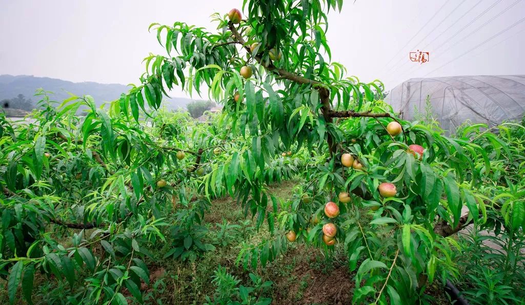 黄金桃采摘节等你来,油桃采摘节到来