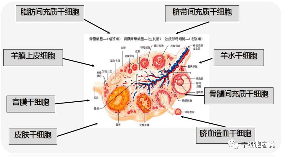 干细胞治疗卵巢早衰需要几针,干细胞如何改善卵巢早衰