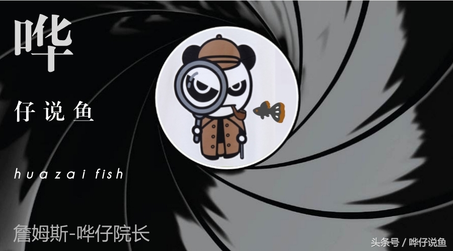 在鱼缸里养猪鼻龟,在鱼缸里面养的猪鼻龟