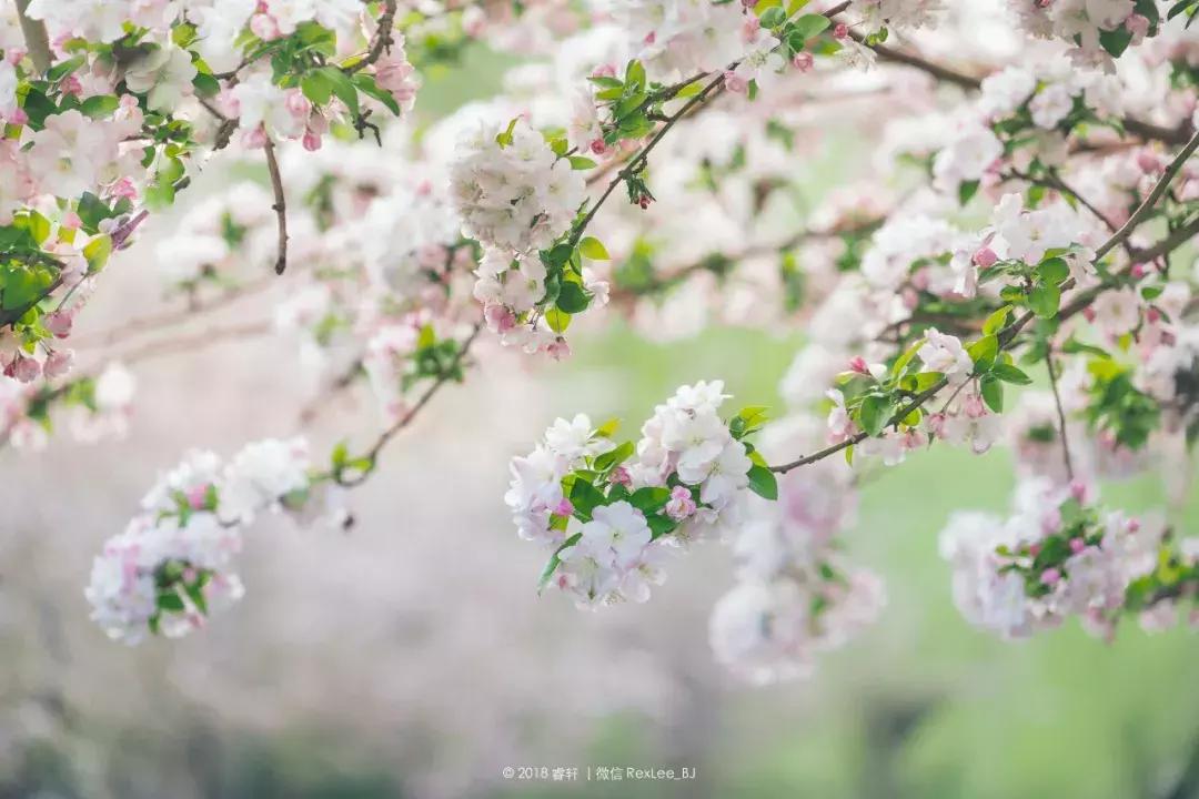 无反是微单吗,微单无反是什么意思