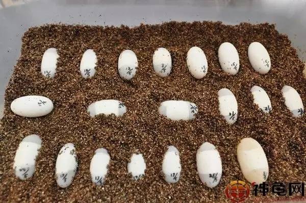 孵化龟苗需要注意什么细节,孵化龟苗最晚几月份出壳