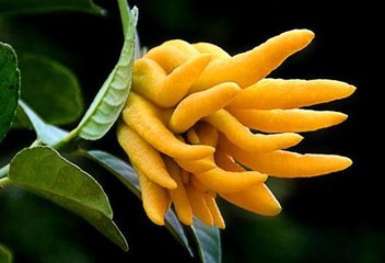 易读错中药名看看你认识几种,16种中药命名