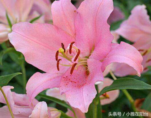 百合花怎么养才能长得茂盛开花,百合花怎么养才能第二年开花