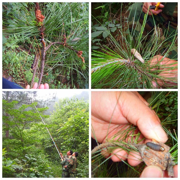 农村松树上的虫子,松树上能吃的虫子