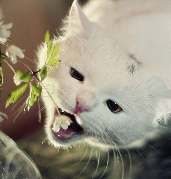 十大不宜乱吃的花,警惕这种花有毒别乱碰别乱吃