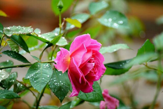 没人帮一切只能靠自己 (一切只能靠自己)