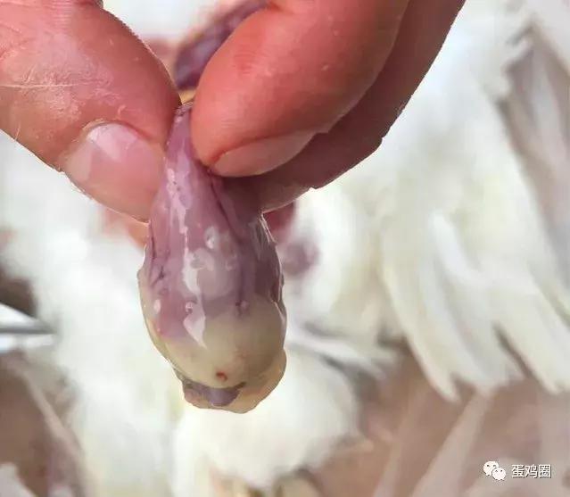 一例蛋鸡场夏秋常见白冠病例(住白细胞原虫病例)分享