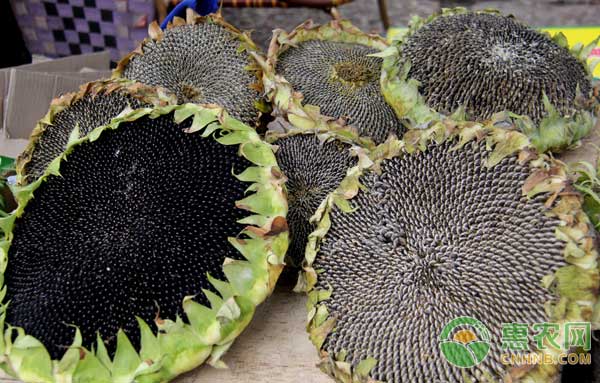 2023葵花籽市场行情分析,2021年10月5日葵花籽行情