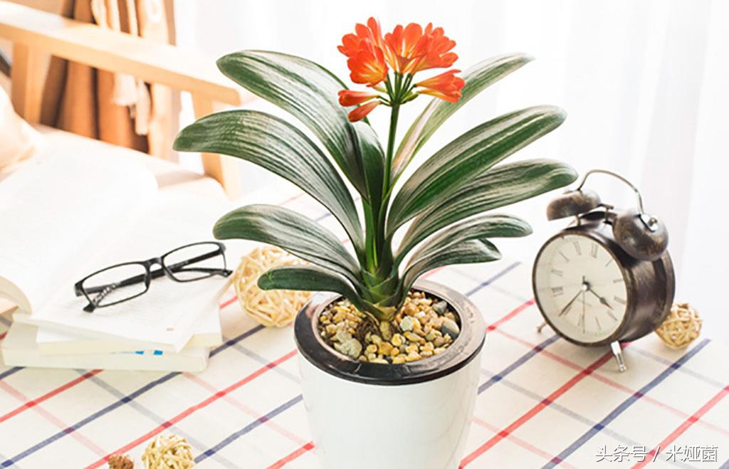 绿植浇水的正确方法,绿植浇水的过程和步骤