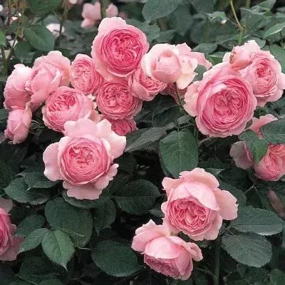 月季玫瑰蔷薇有哪些区别,月季玫瑰蔷薇三者有何区别