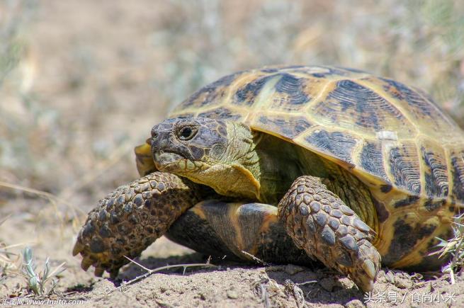 五大“牢底坐穿兽”谁见过三个我吃翔！专家：看到它们赶紧跑！