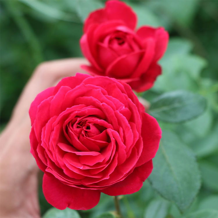 什么盆栽甲醛少好养的,养不死的小盆栽净化空气