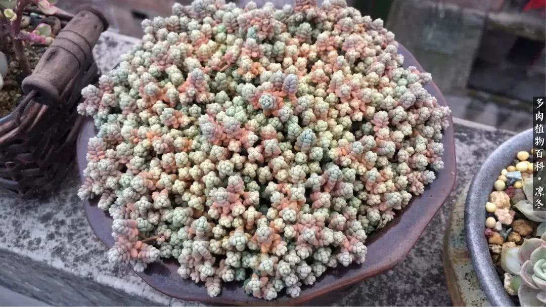 一入装修深似海从此钱包是路人,一入花坑深似海从此钱包成路人