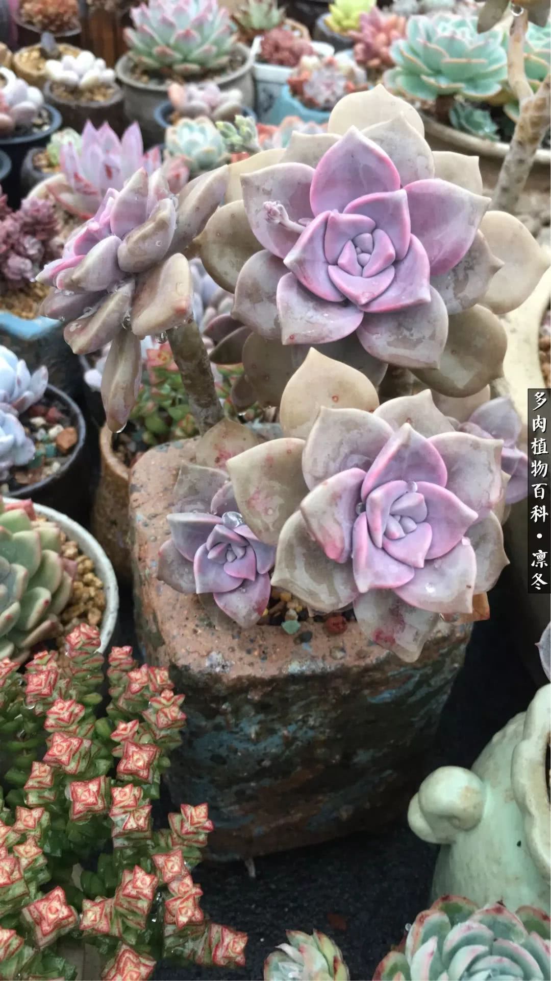 一入装修深似海从此钱包是路人,一入花坑深似海从此钱包成路人