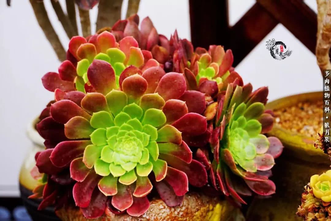 多肉度夏的前期准备,多肉度夏前杀菌