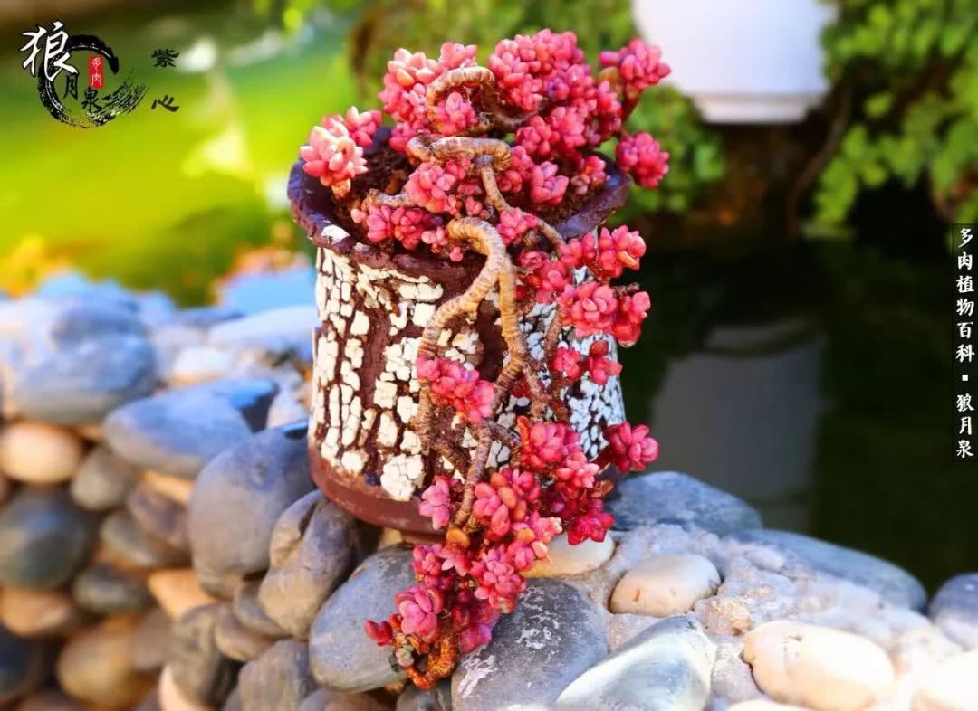 多肉度夏的前期准备,多肉度夏前杀菌