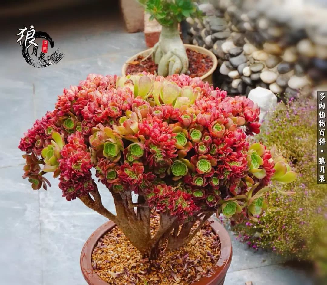 多肉度夏的前期准备,多肉度夏前杀菌