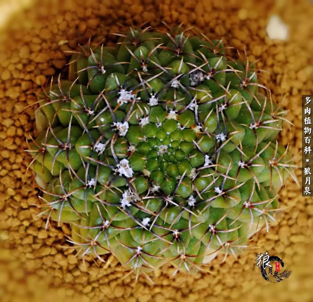 多肉度夏的前期准备,多肉度夏前杀菌