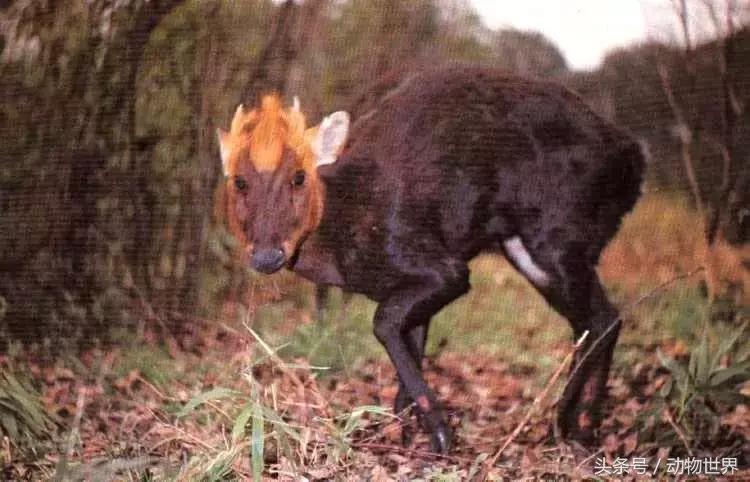 是鹿而非鹿的动物-麂