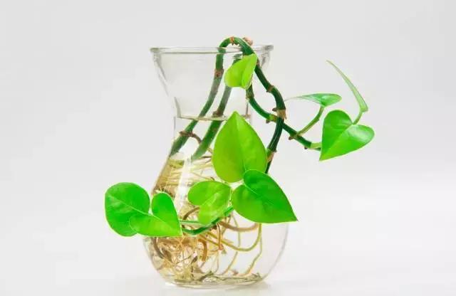 天热驱蚊虫方法,天气热如何消灭蚊子