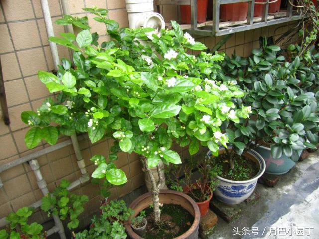 老妈给茉莉喝这个，叶子绿油油，花开多又香