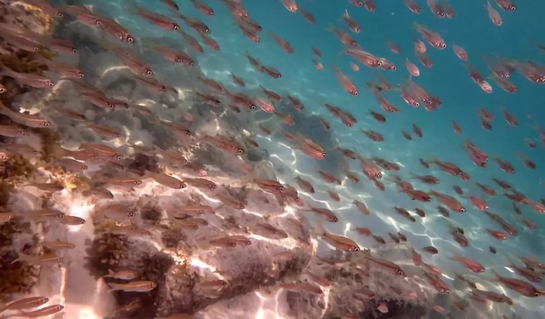 香港旅游必去十大景点2019 (香港旅游攻略免费推荐景点)