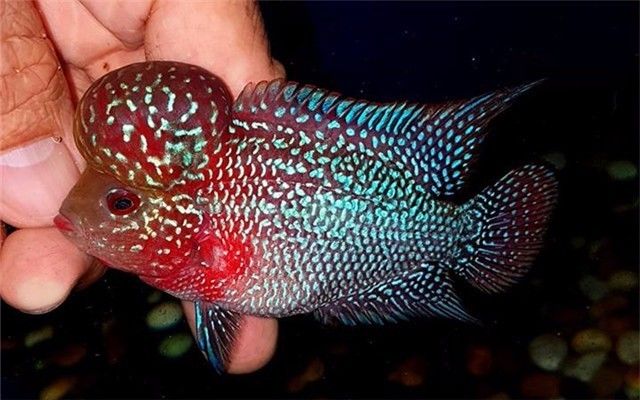 罗汉是不是不会死,罗汉真的很可怕吗