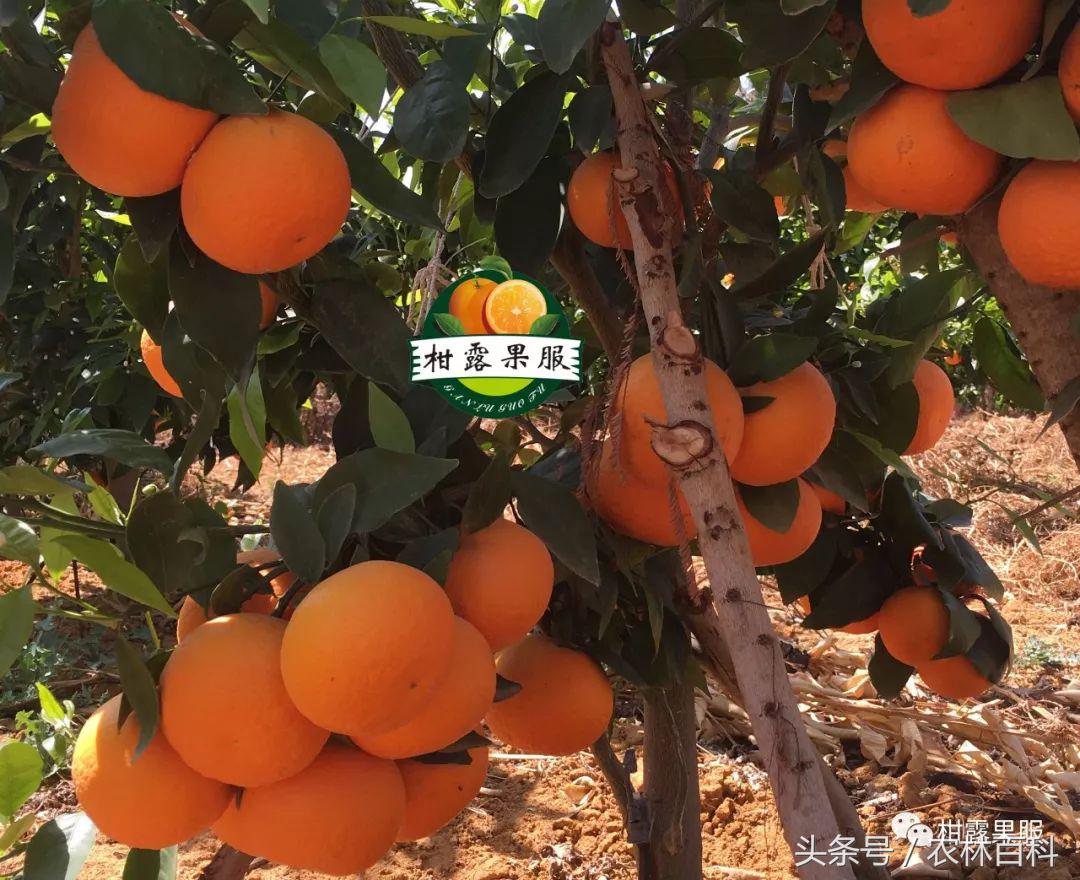 沃柑病虫害预防用药方案,沃柑果树病虫害防治怎么用药