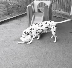 斑点狗性格特点,斑点狗为什么会脾气暴躁