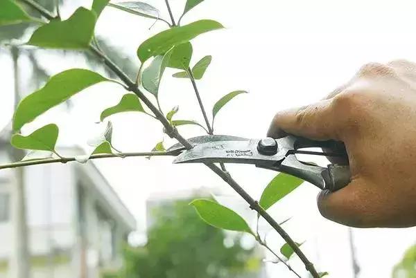 木本植物什么月份修剪最好,红背桂这种植物该如何给它修剪