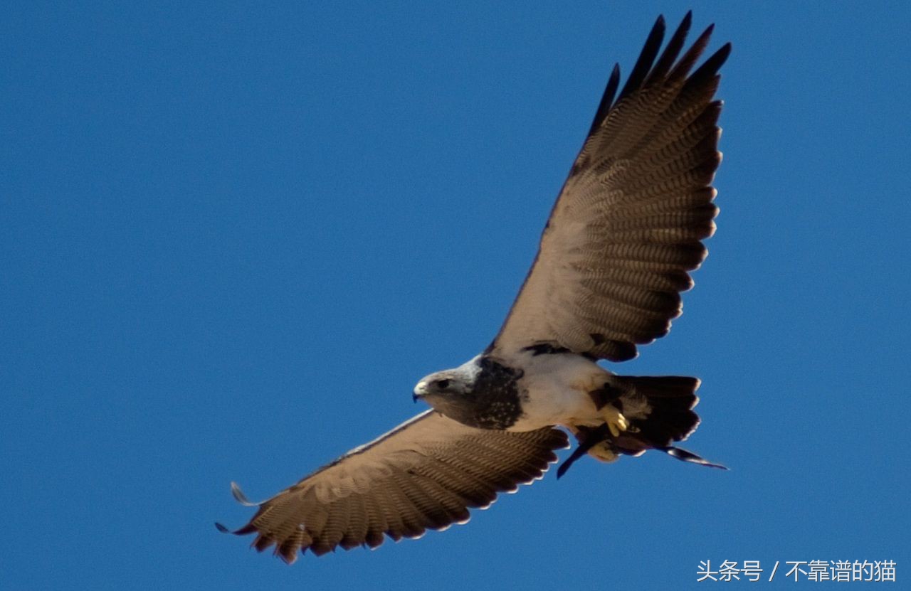 pytorch分类图像每秒多少张,pytorch如何实现图像识别