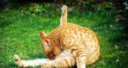 猫咪舔你是什么意思,猫咪舔爪子怎么回事