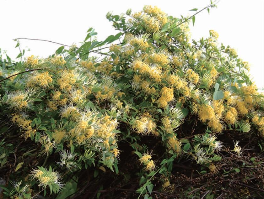 金银花树的修剪,金银花树长新叶