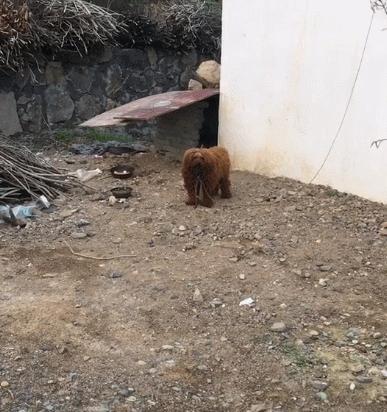 曾经它是个王者,曾经他是王者后来被狗追了