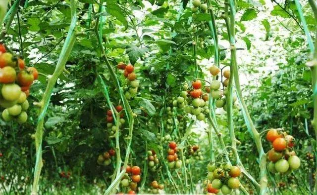 海南推出1000个共享农庄,海南共享农庄批几个村庄