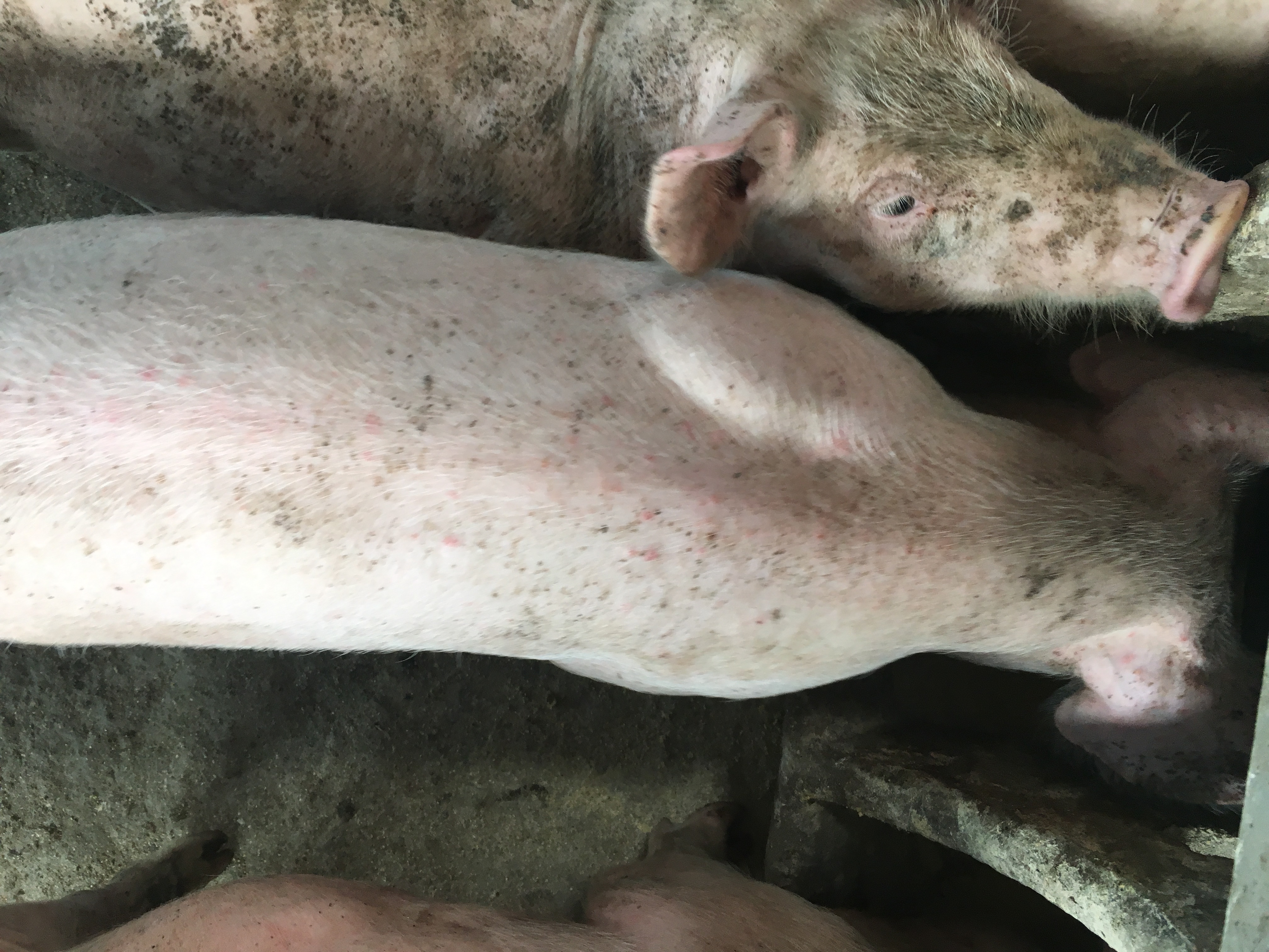 养猪户猪得新冠怎么办,猪猪肺疫怎么治疗最好最快