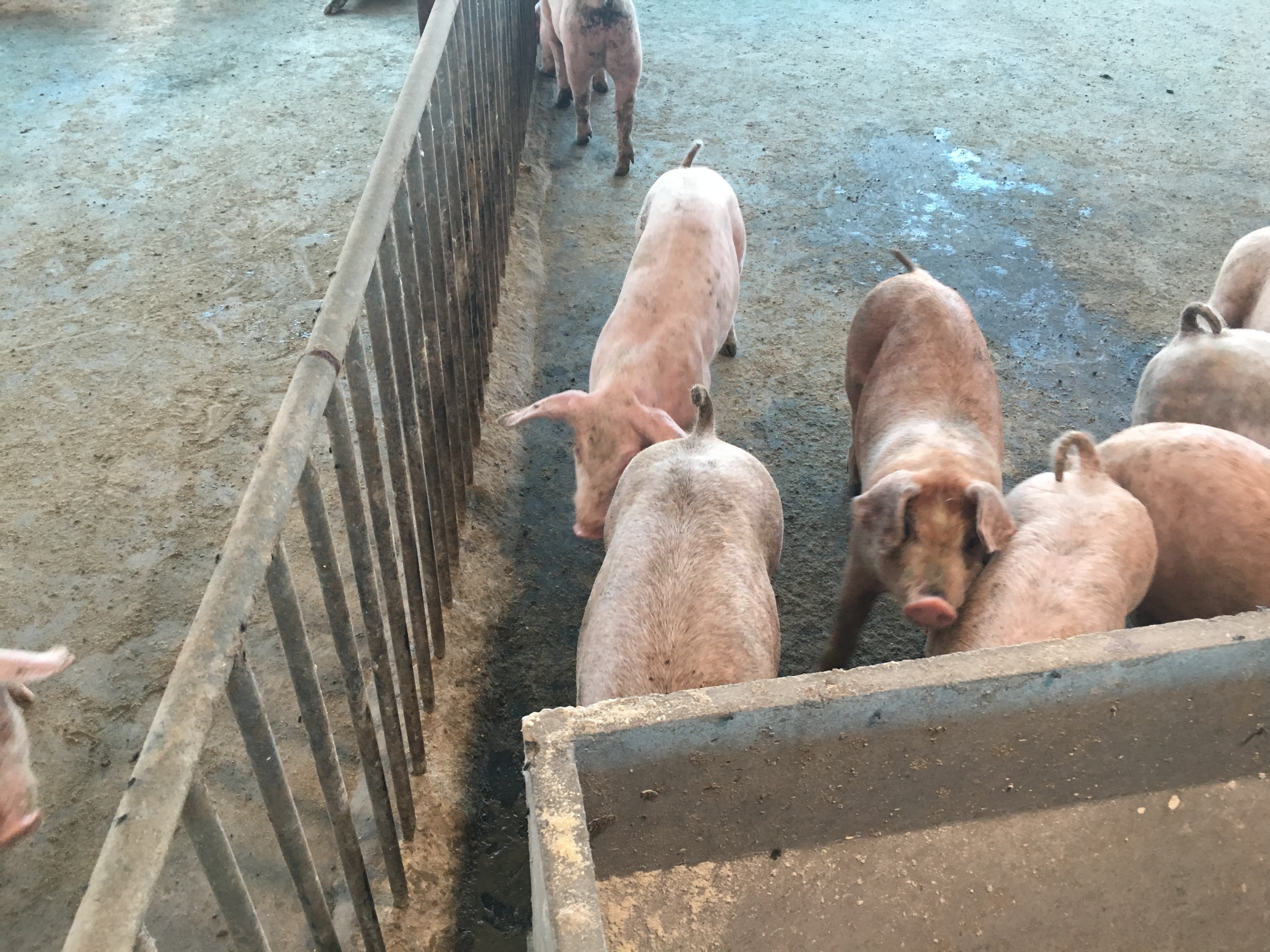 养猪户猪得新冠怎么办,猪猪肺疫怎么治疗最好最快