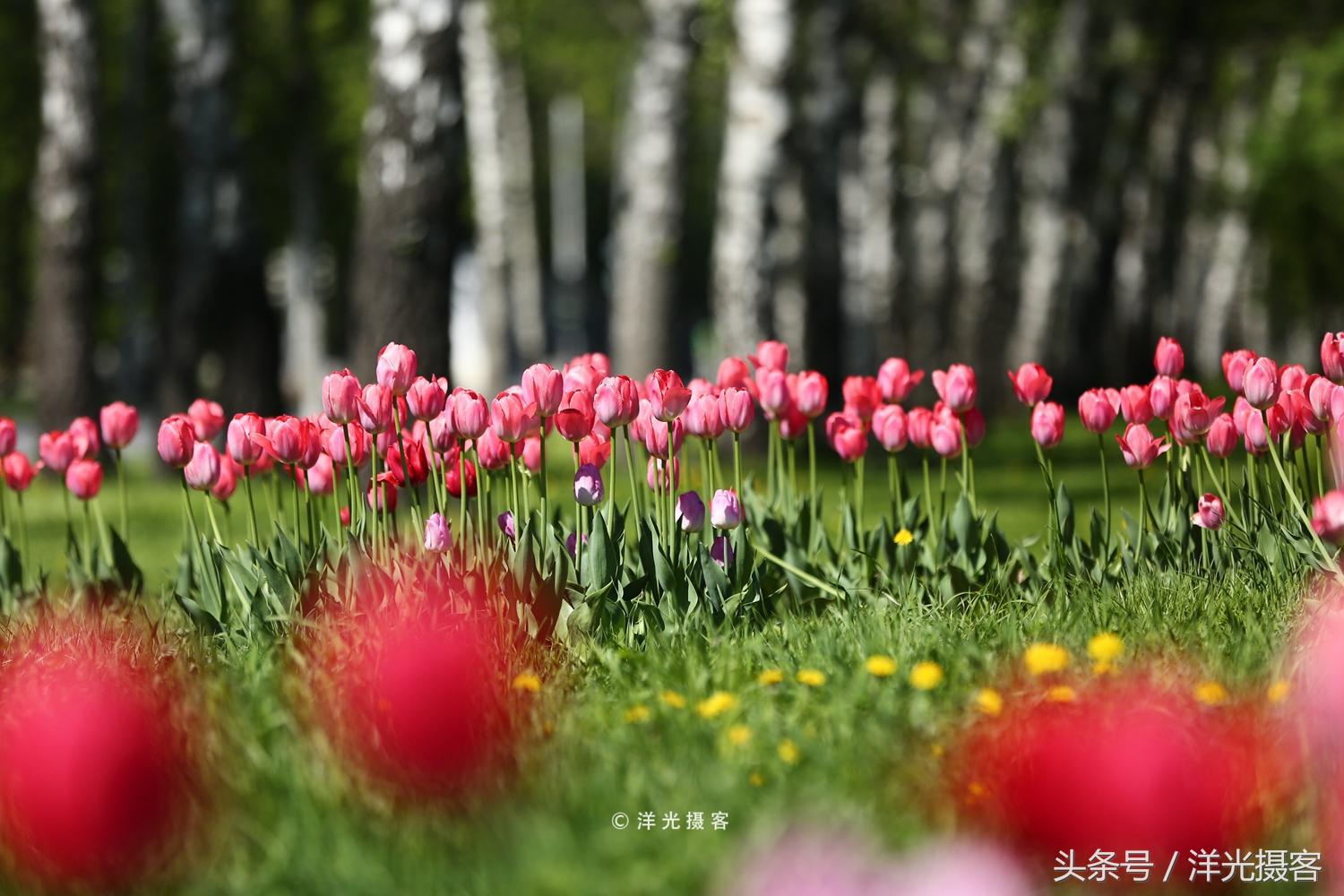 暴走俄罗斯街头,暴走莫斯科