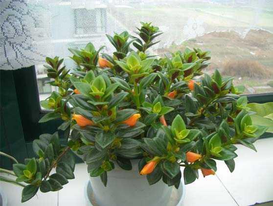 金鱼吊兰与金边吊兰哪个更好养,金鱼吊兰怎么养才能长得快又茂盛