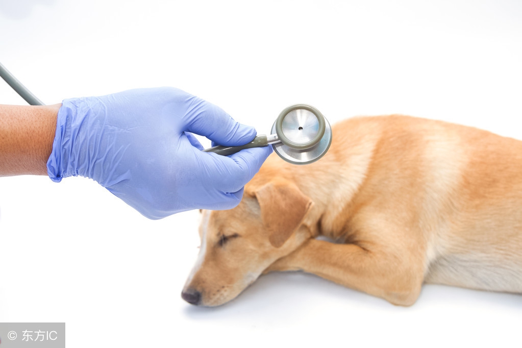 我的狗生我负责，狗生的十大威胁全掌握