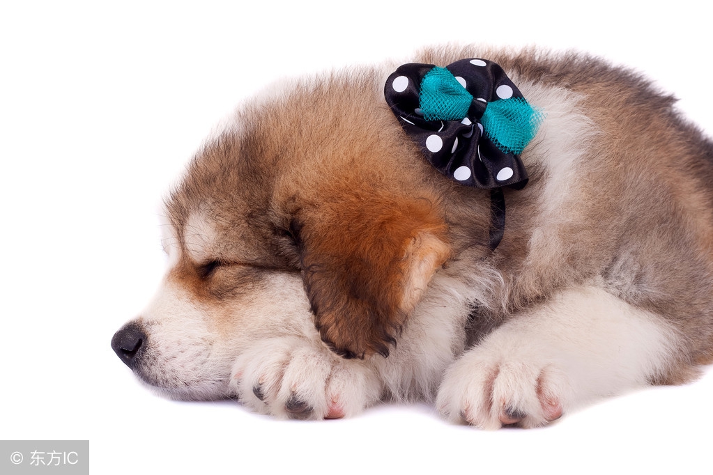 我的狗生我负责，狗生的十大威胁全掌握