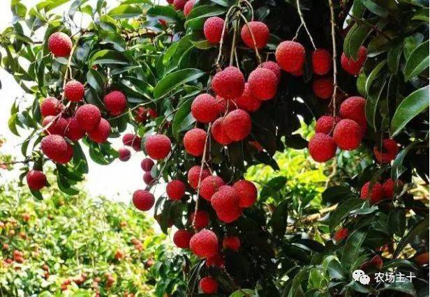 搞农业打工,搞农业的人是真的辛苦