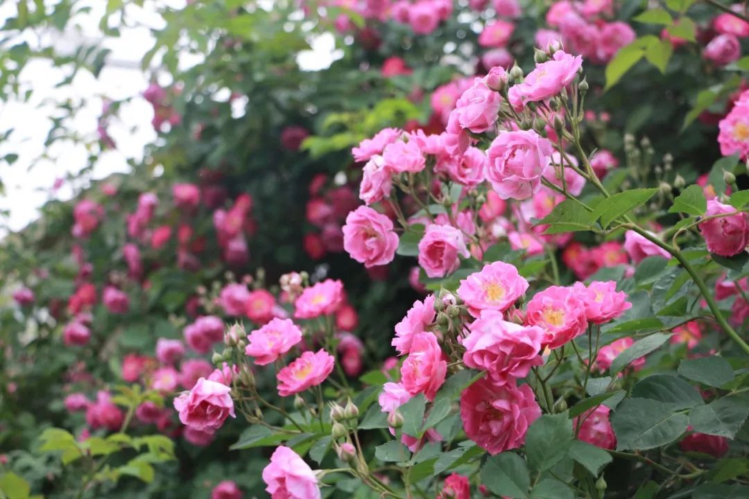 海大校花,海大双胞胎校花