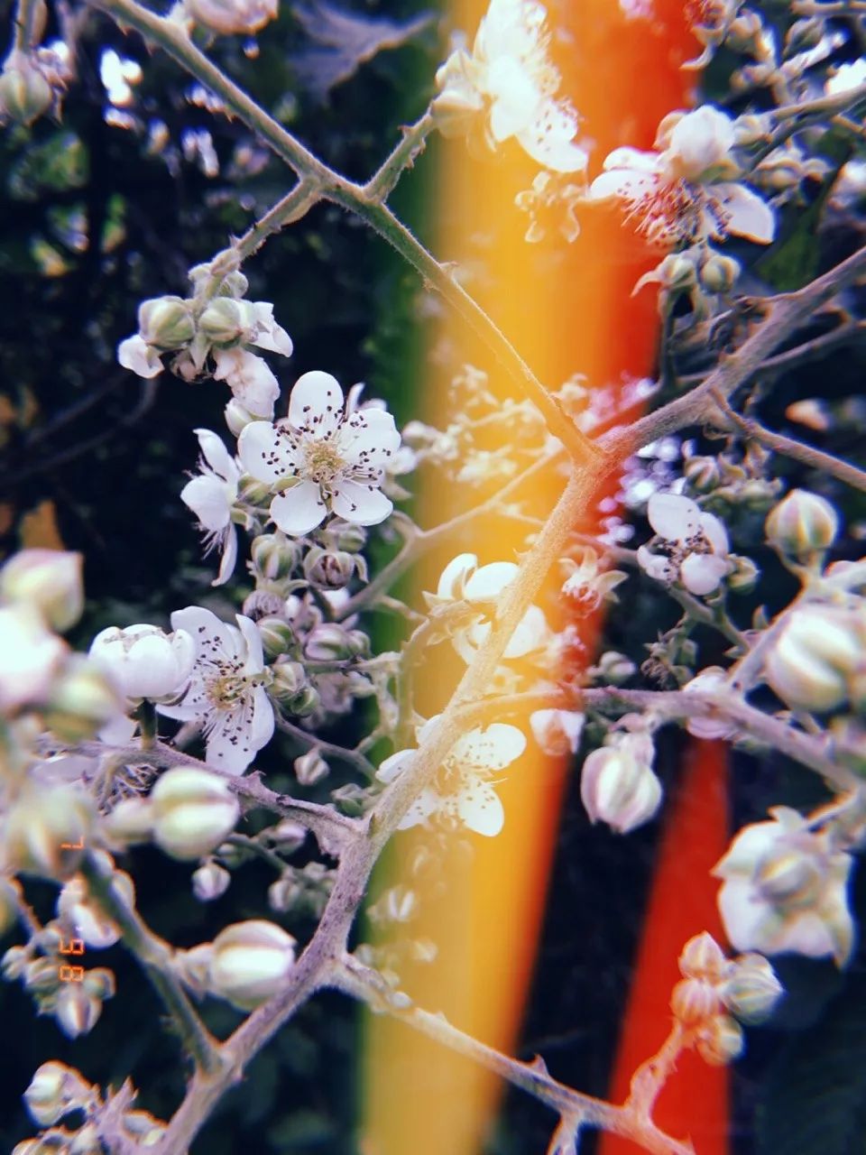 小贾和卡戴珊都用的拍立得APP，真得不试一下吗？丨编辑推荐