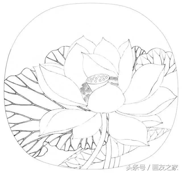 图文教程丨李晓明《出水芙蓉图》绘制步骤（含详细文字解析）