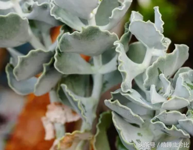 颗粒土和营养土哪个养多肉好,养多肉用什么土和什么肥料