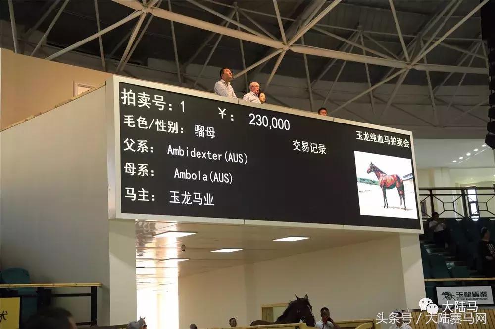 山西玉龙马业拍卖会,中国马拍卖会