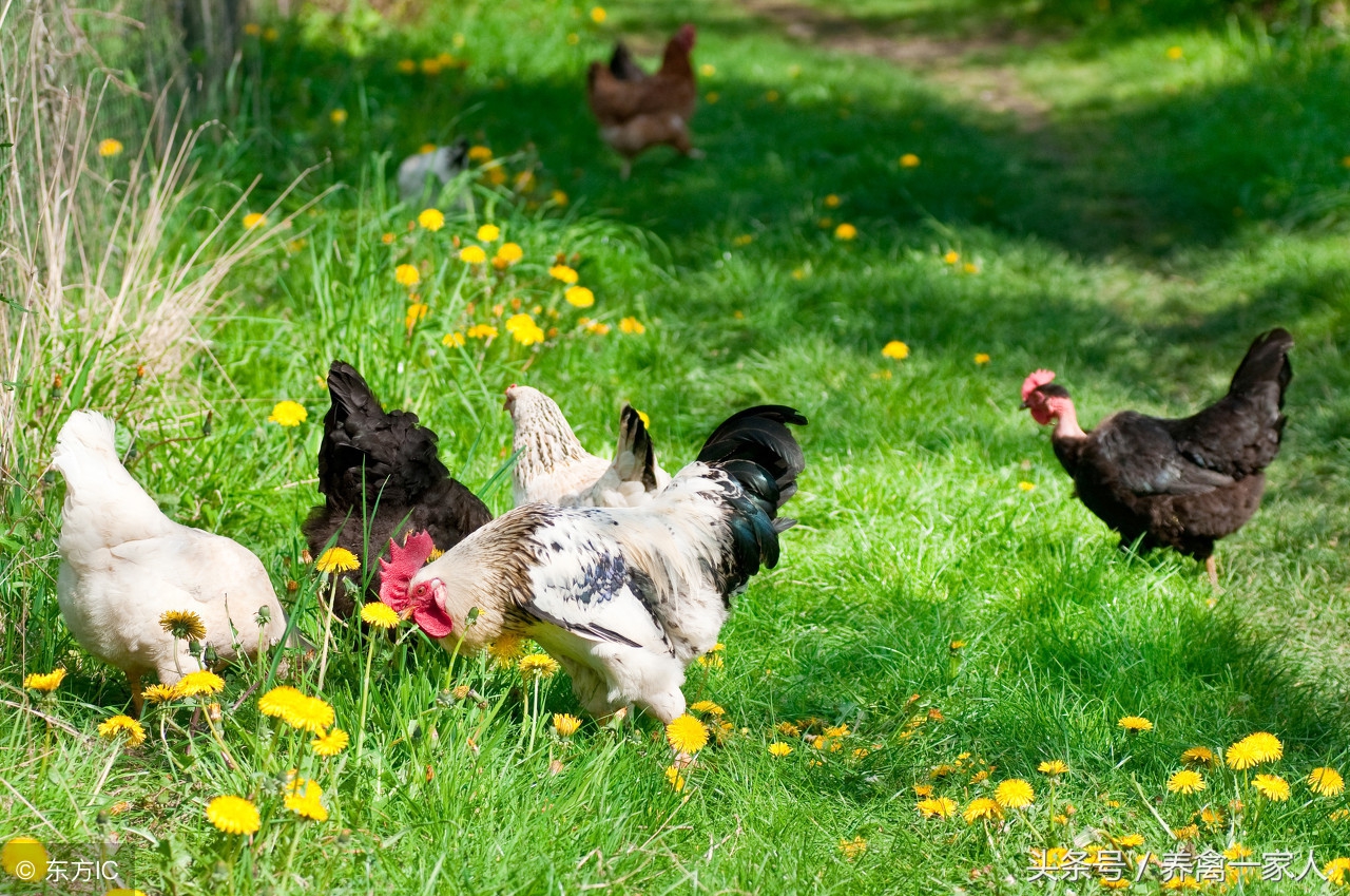 养鸡白痢病用什么药,雏鸡发生鸡白痢怎么处理