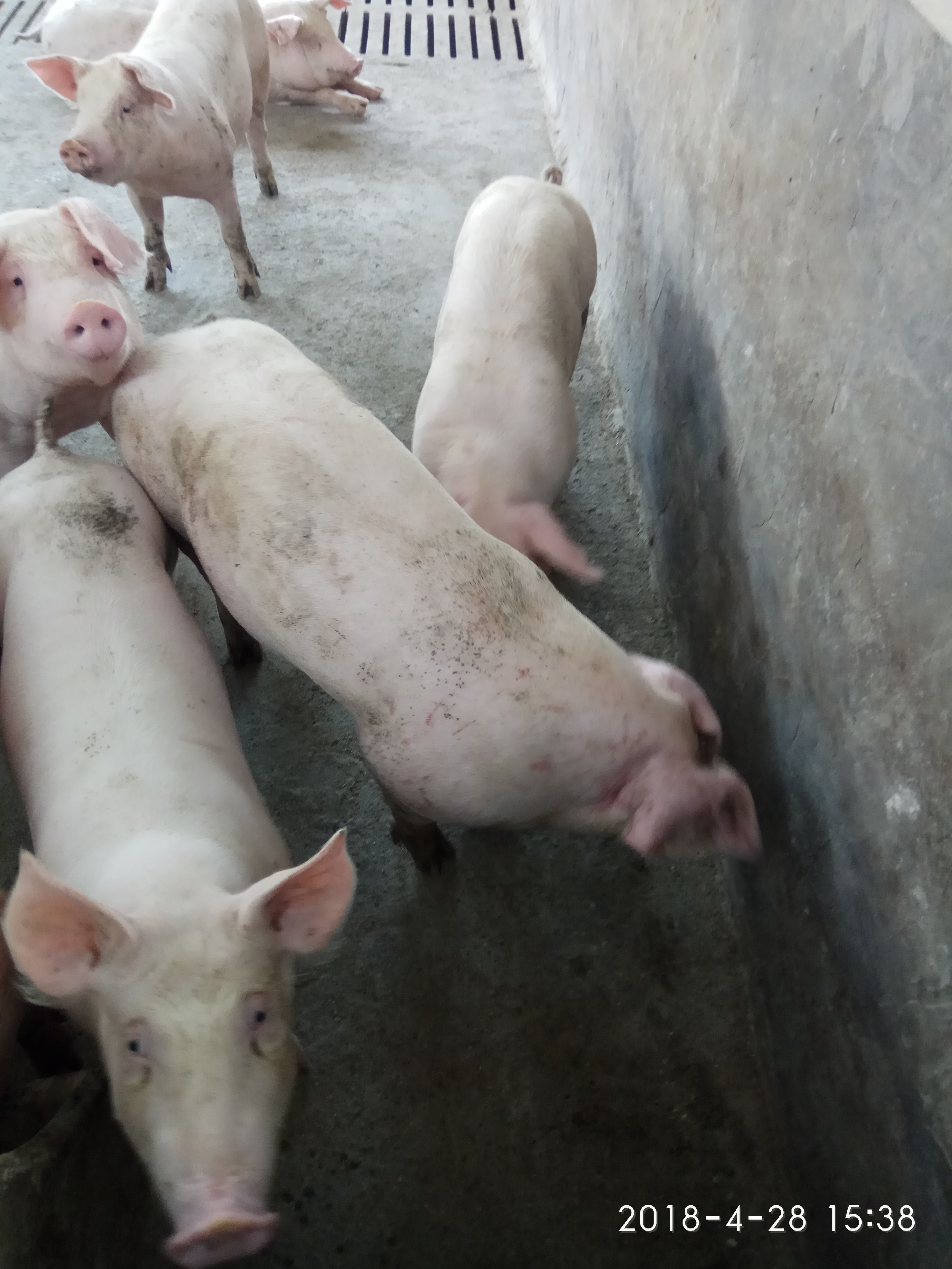 养猪生产中两针就能搞定的第三*猪种**病，内赠抢救腹泻仔猪偏方